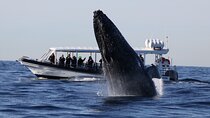Whale Watching on Speed Boat with canopy from Sydney Harbour