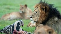 6 Days 5 Nights Masai Mara Lake Nakuru and Amboseli Budget Safari