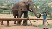 Elephant Sanctuary Tour From Johannesburg