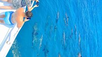 Dolphin Reef Trip, Full-Day Boat Trip With Snorkeling and Lunch.