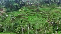 Private Half-Day Tour: The Best Ubud Half Day Trip Packages