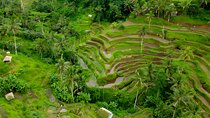 Private Half Day-Tour: Ubud Art Village Trip