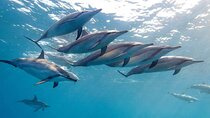 Dolphin Encounters and Private Southwest of Mauritius Full day