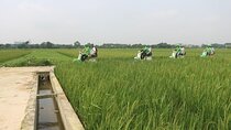 Ninh Binh Vespa Start from Hanoi + Boat + Villages +Rice Paddies
