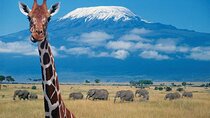 7 Days Big Five Safari Amboseli , Lake Nakuru and Masai Mara 