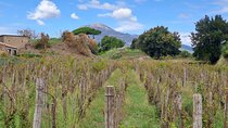 Day on a private and guided tour of Pompeii and Naples with lunch