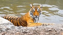 05 Days Golden Triangle Tour with Ranthambore Jungle Safari
