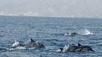 Muscat Shared Dolphin Watching Tour Adventure