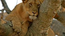 3 Day Safari Tour of Queen Elizabeth National Park in Uganda