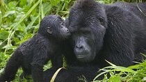 7-Days Private Gorilla and Chimp Trekking Safari in Uganda