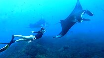 Best of Nusa Penida Snorkeling: Manta Bay, Wall Point & Gamat Bay