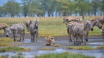 4 Day Safari to Maasai Mara and Nakuru in a Land Cruiser Tour 