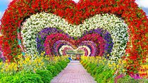 Miracle Garden Dubai Tour from Abu Dhabi with Private Transfers