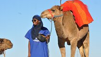 Marrakech: Camel ride in the palm grove