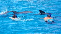 Hurghada Dolphin House Snorkeling Trip with Lunch & Transfer