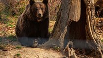 Legends&Wildlife Awaits: Dracula's Castle & Bear Sanctuary