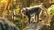Ubud: Monkey Forest, Rice Terraces and Jungle Swing Tour