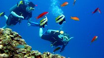 El Gouna: full-day Scuba Diving Tour with Lunch & Transfer