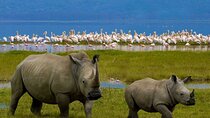 Full-Day Lake Nakuru National Park Private Tour With 4*4 Vehicle
