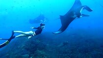 Manta Bay Snorkeling and Nusa Penida Island Tour