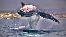 Whale Watching Experience in Cabo San Lucas
