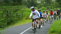 Bali Cycling for 2 Hours with Pick Up Service and Lunch