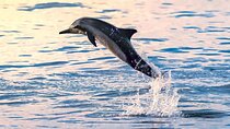 Experience Dolphin watching and snorkeling in Muscat