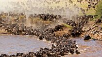 Overnight Safari To Maasai Mara