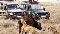 7 Days Breathtaking Kenya Big 5 Wildlife Safari