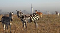 Private Half Day Tour in Nairobi National Park Safari