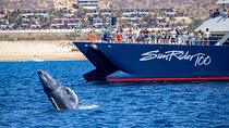 Cabo San Lucas Whale Watching Lunch Cruise