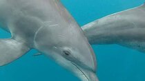 Full day Dolphin tour, Nungwi and Kendwa Beach Tour with Lunch