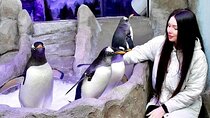 Dubai Aquarium Underwater Zoo with Penguin Cove Entry Tickets