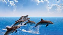 Amazing Dolphin Watching Tour In Muscat