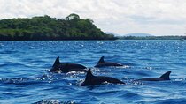 Dolphin and Turtle Tour with Sunset Cruise at Nungwi Beach