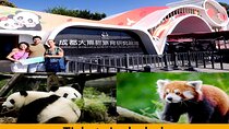 Chengdu Panda Base Half Day Tour