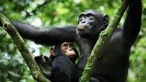 3 Days Uganda Chimpanzee Tracking Tour