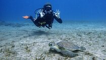 South of Tenerife : DSD Scuba Diving for beginners, Adeje