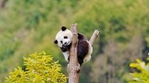 2-Day Tour of Chengdu Panda Base and Leshan Giant Buddha