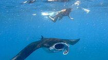 Swim with Manta Rays: Snorkeling Day Trip from Bali