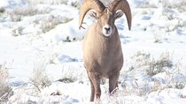 Half Day Private Winter Wildlife Tours in Jackson Hole