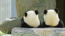 Chengdu Giant Panda Breeding Research Base Ticket