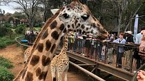 Day tour to Nairobi National Park and Giraffe Center