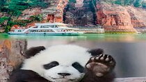 Leshan Buddha + Panda Base or Old Tea House Private Day Tour