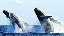 Puerto Vallarta: Luxury Whale Watching Aboard Private Yacht