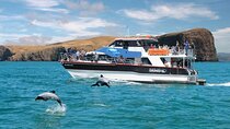 Akaroa Day Tour From Christchurch & Lyttelton