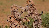 6 Days Flying Safari Ruaha Park and Zanzibar from Dar es Salaam