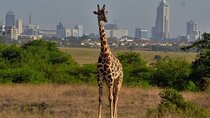 Giraffe Center Guided Tour in Nairobi