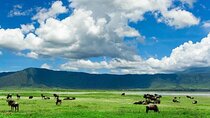 2-Day Safari to Tarangire National Park and Ngorongoro Crater