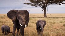 10 Days Private Safari Tour in Tanzania